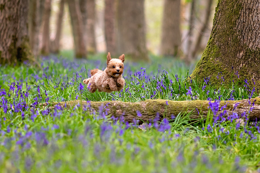 best place to see the bluebells, national trust uk, North London flower fields, Ashridge House, English countryside, ancient woodlands, how to photograph bluebells, where to find bluebells in the UK, national flower bluebell, dog photography London, cavapoos of England 